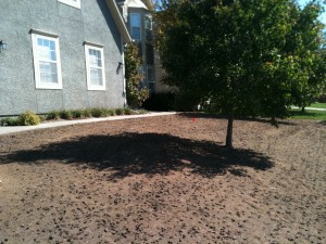 Lawn Aeration