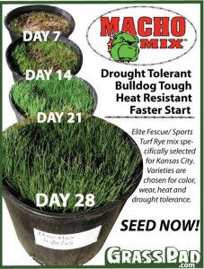 Macho Mix Fescue grass seed for the Kansas City Area.
