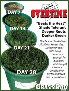 Fescue grass seed for the Kansas City area