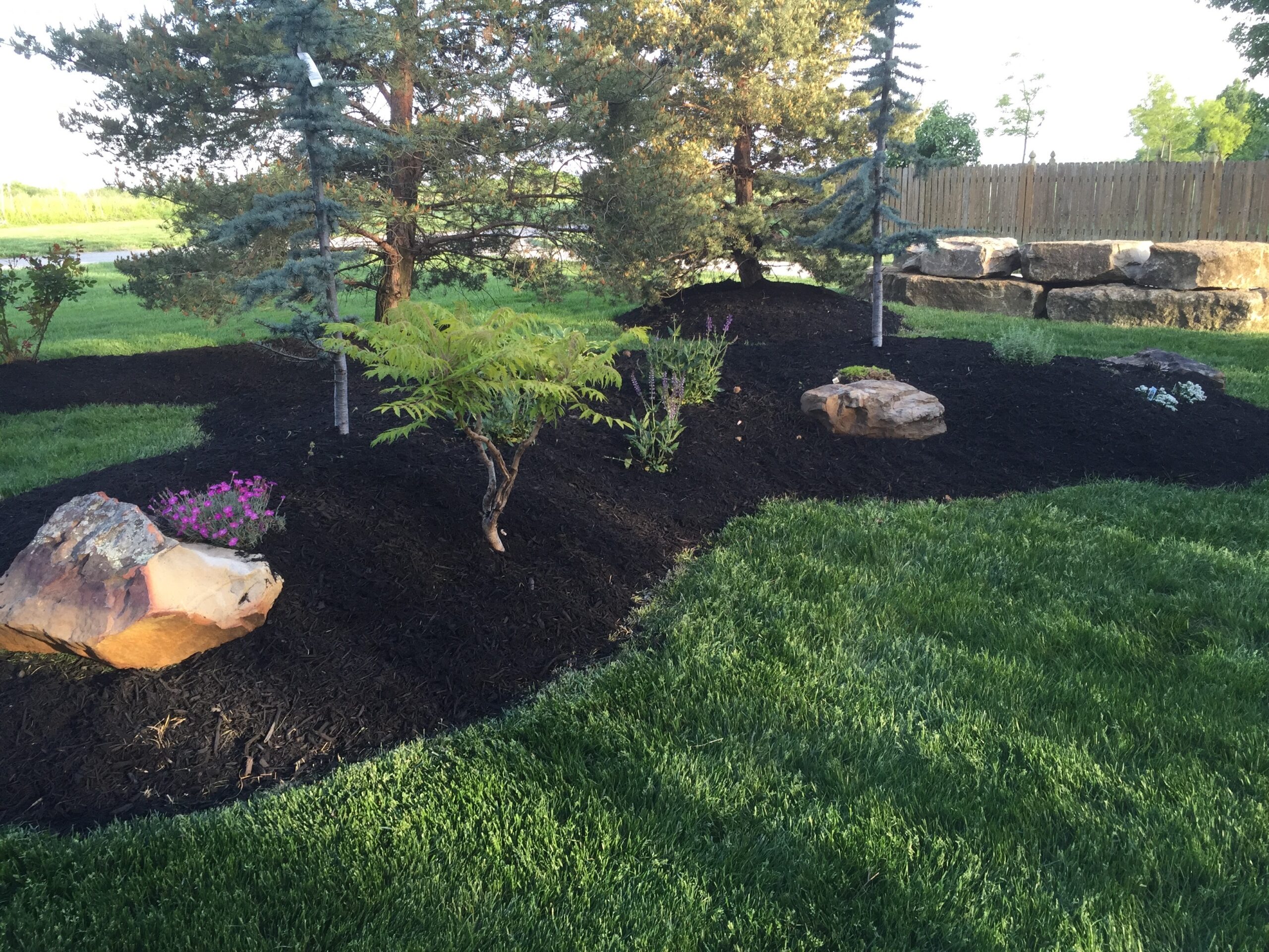 A stunning residential landscape featuring green grass, a black mulch bed with boulders, and plants.