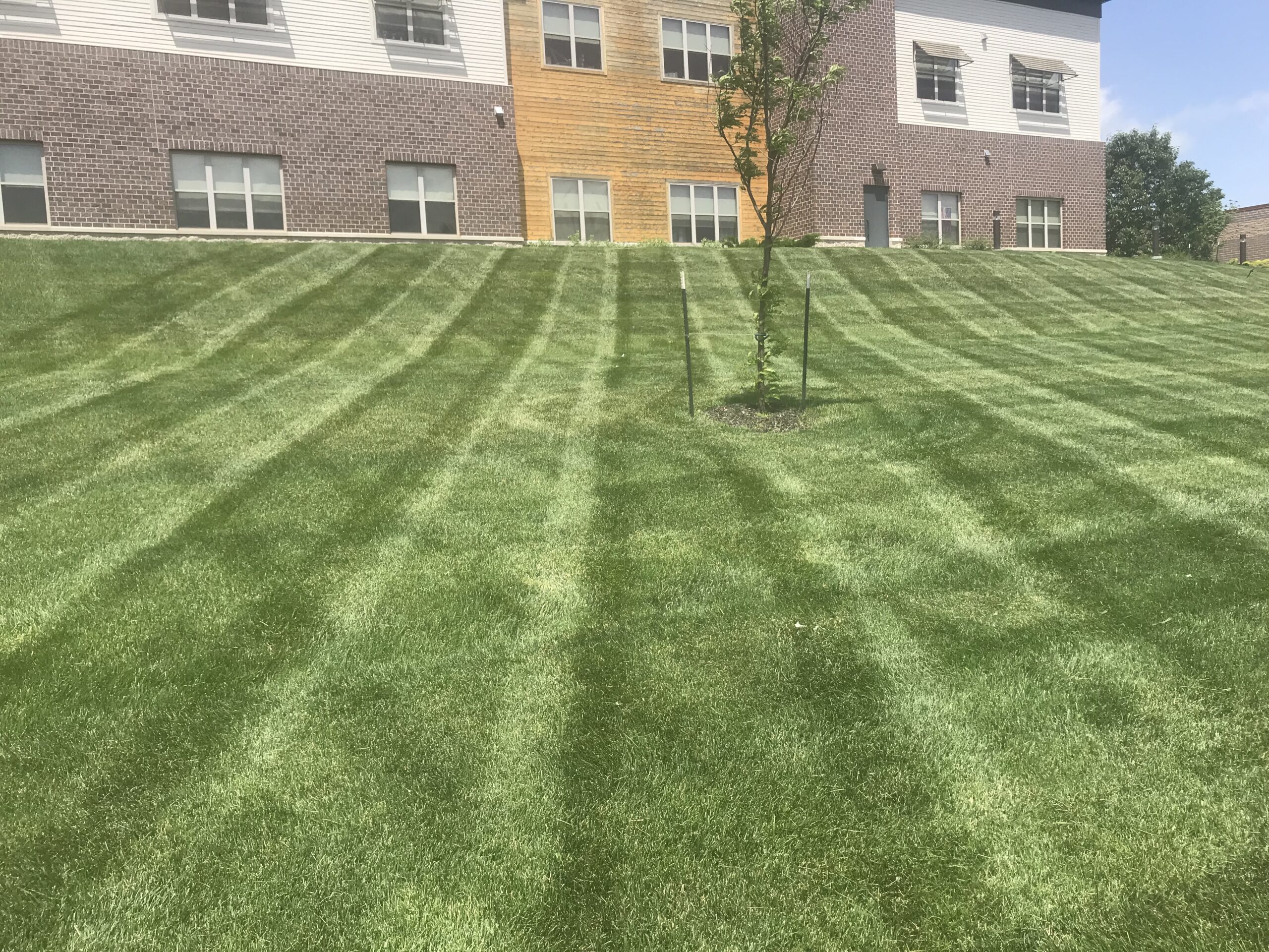 A neatly mowed commercial lawn with distinct mowing pattern lines, with a commercial building visible in the background.