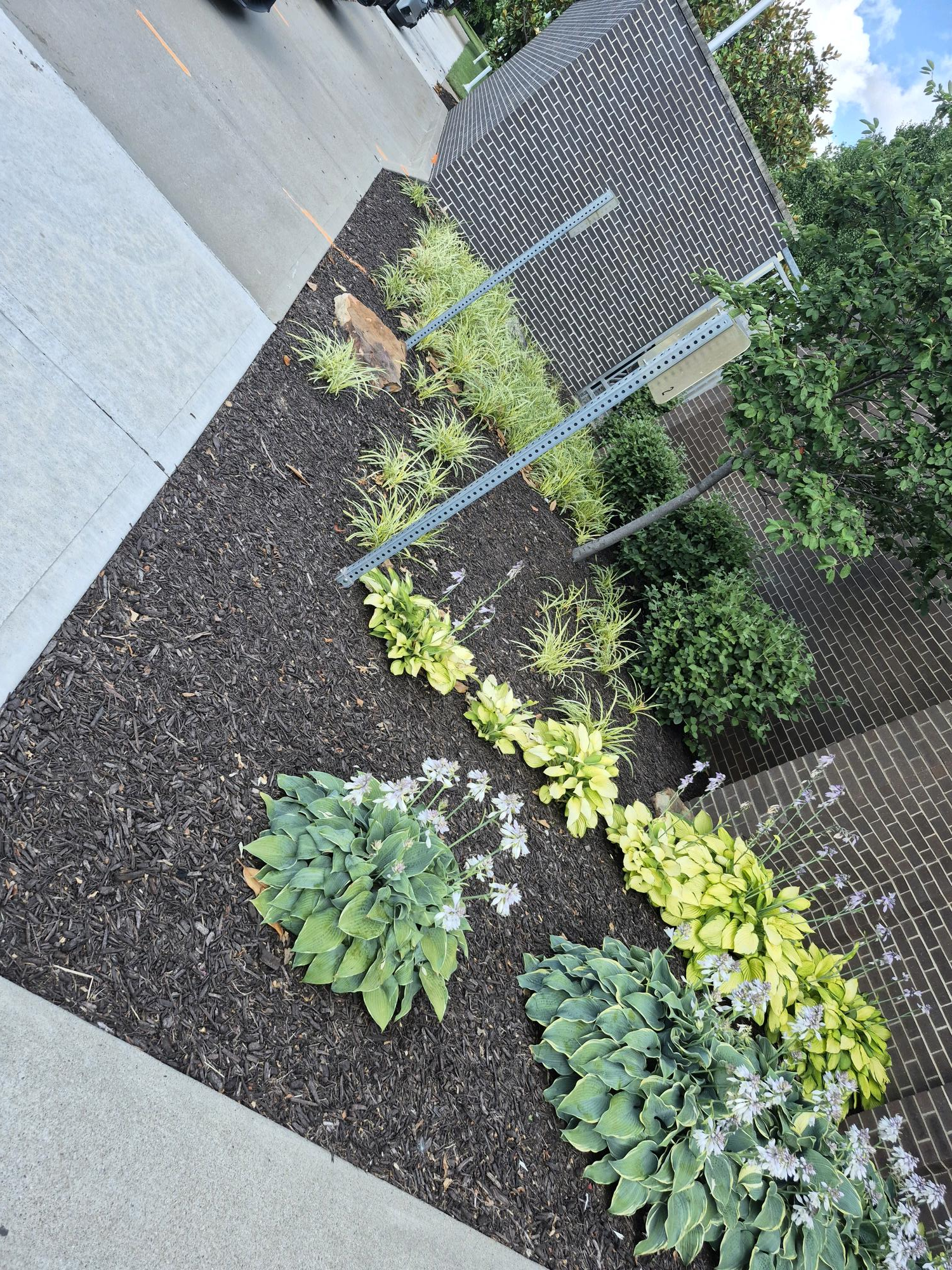 Commercial foundation planting with ornamental grasses and perennials, fresh mulch, Overland Park