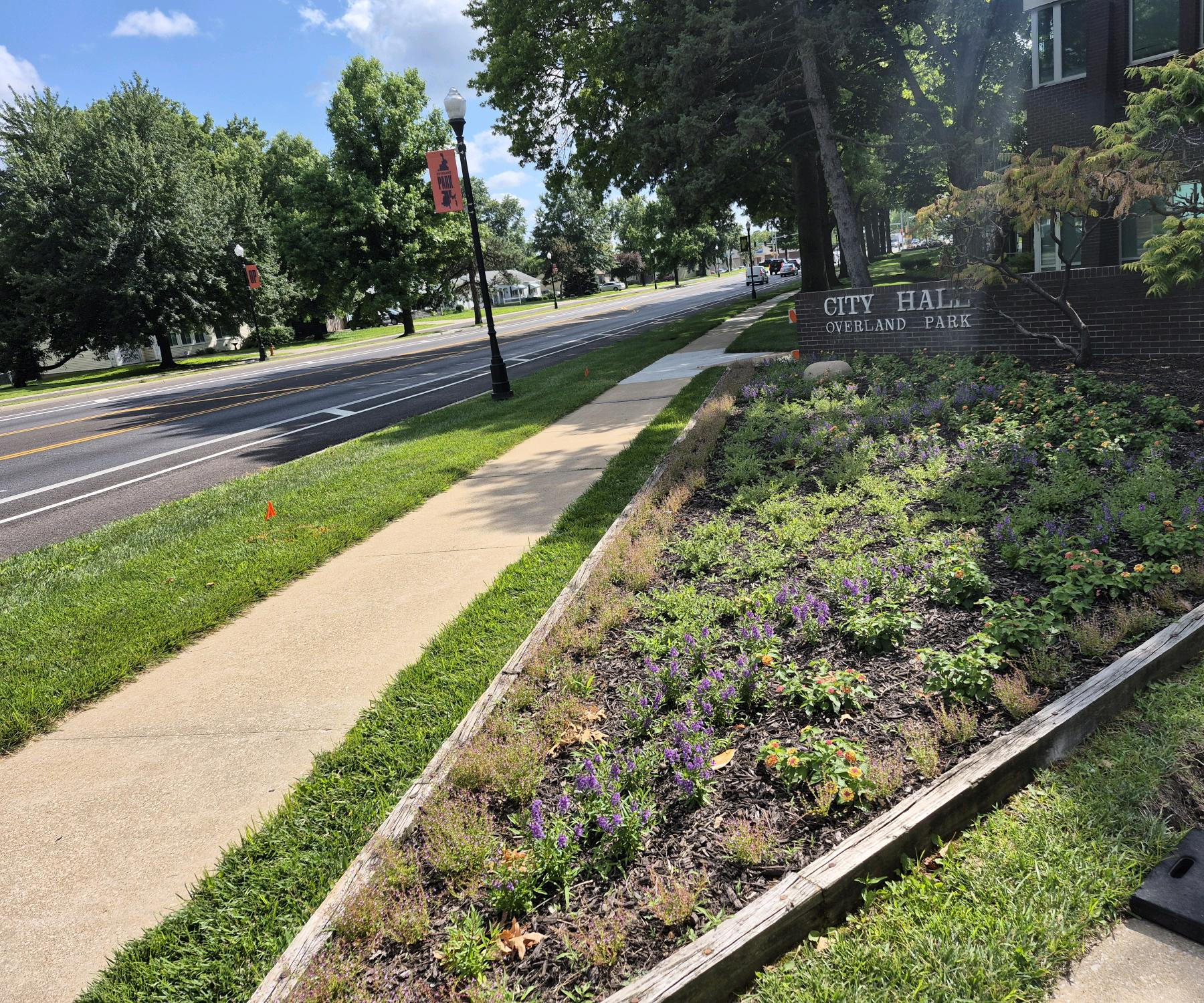 Perennial streetscape bed with salvia and catmint at Overland Park City Hall